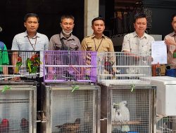 Puluhan Satwa Liar Disita di Sebuah Penangkaran Pribadi di Manado