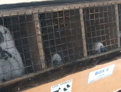 73 Ekor Satwa Liar dari Filipina Tiba di Manado