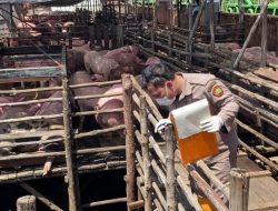 750 Ekor Babi Masuk Sulawesi Utara, Barantin Pastikan Sehat dan Aman