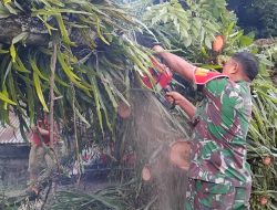 Pohon Tumbang Jalan Trans Manado Tanawangko, 3 Orang Dilarikan ke Rumah Sakit