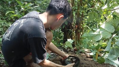 KMPA Tansa Sulut Bagikan Bibit Pucuk Merah di Kelurahan Sumompo