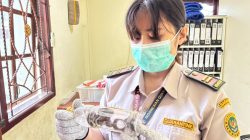 17 Ekor Ular Asal Papua Ditemukan di Bawah Ranjang KM Sinabung