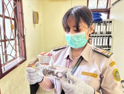 17 Ekor Ular Asal Papua Ditemukan di Bawah Ranjang KM Sinabung